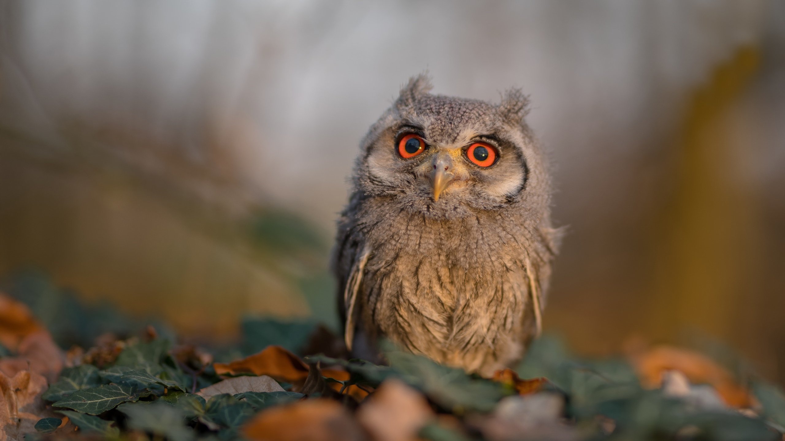 开云官网-王者时刻,从突尼斯沙地到欧冠绿茵,胜利属于无畏者