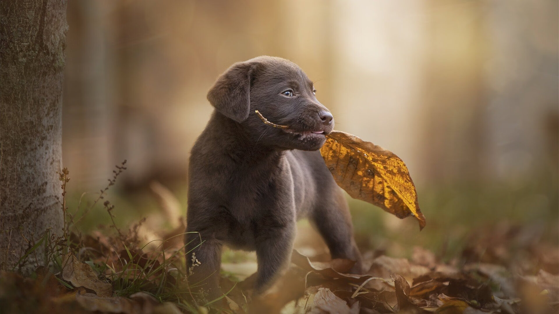 AI奇才暴雪之夜，伦纳德铁王座下的算法革命