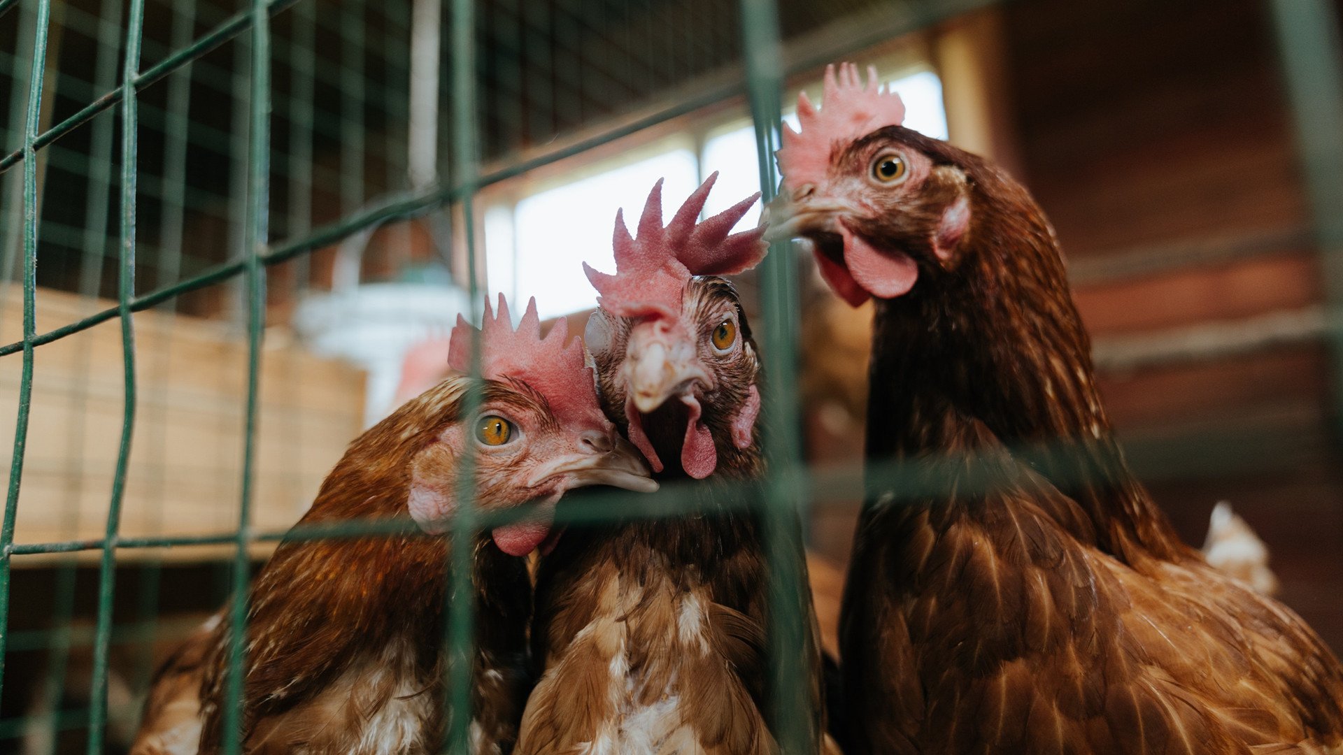 奇才逆袭战,锡安扛起舞台,一波带走独行侠