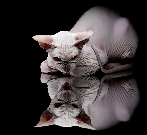 从加勒比风暴到马赛城墙，罗德里如何用智慧封印牙买加的速度狂飙