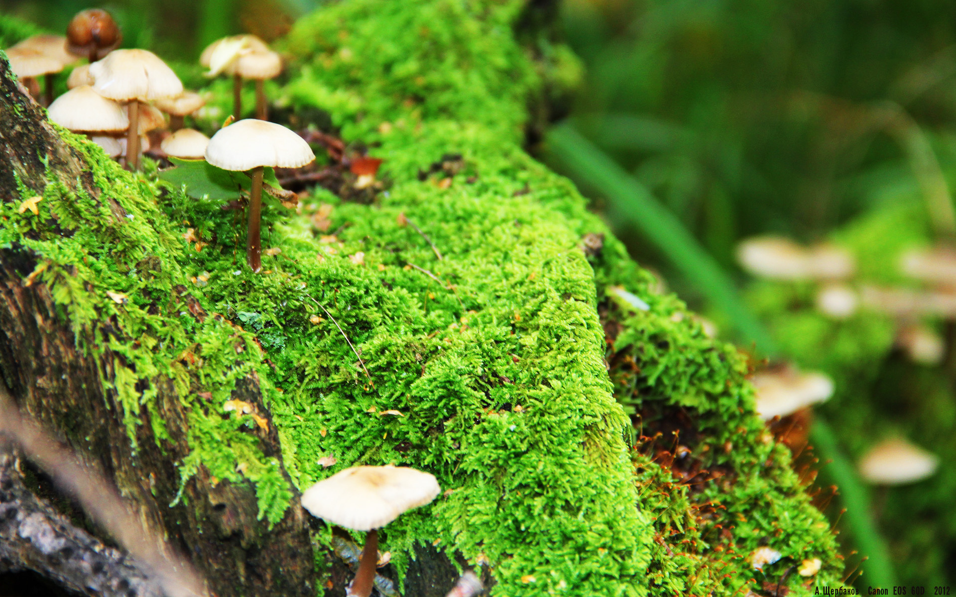 异域战火中的王冠,德甲争冠夜,C罗书写唯一性戏码