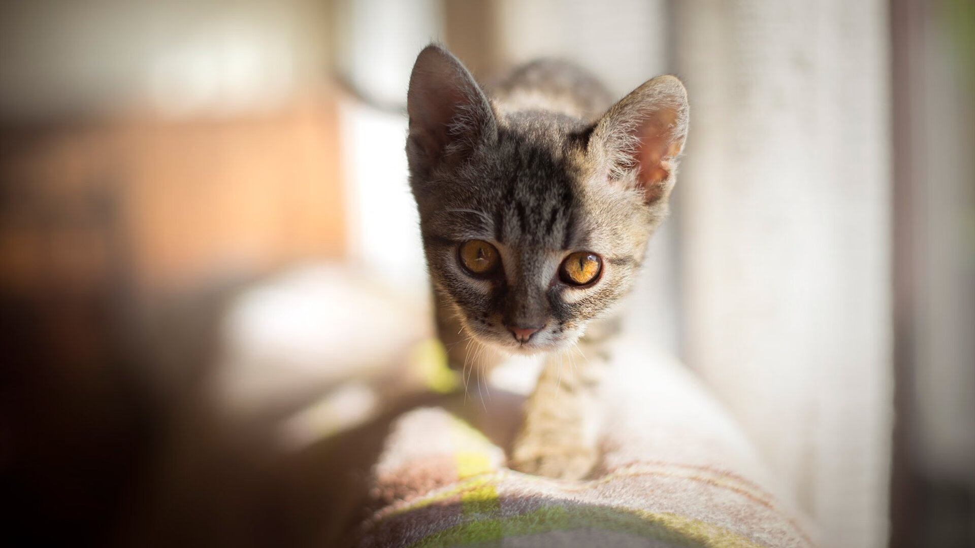 开云体育官网-枪炮与玫瑰的独舞，罗德里戈的北伦敦终曲