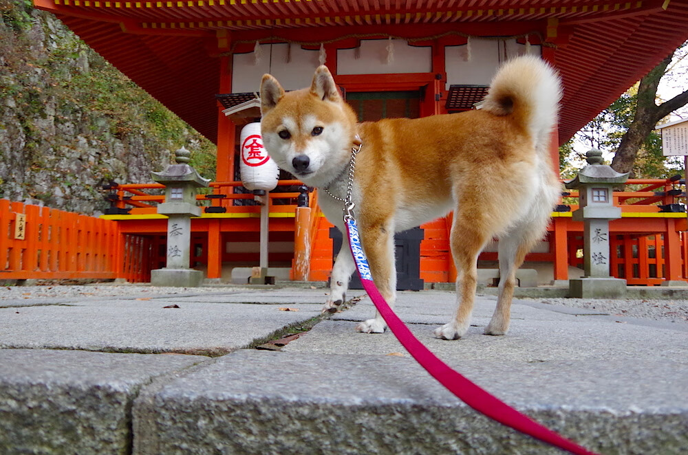 开云下载-双重征服，当欧冠之夜驶入赛车线