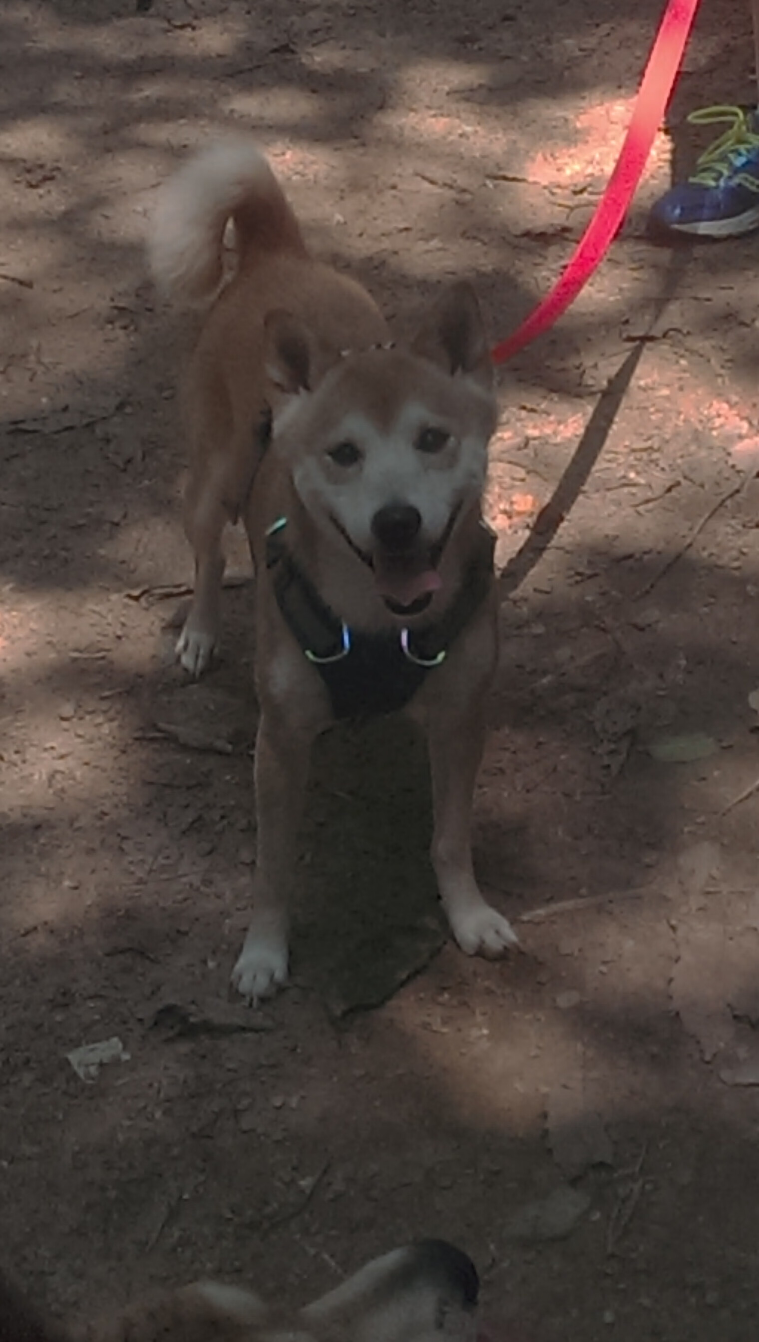 两个迪马利亚，老特拉福德的失意人与潘帕斯的硬仗之王