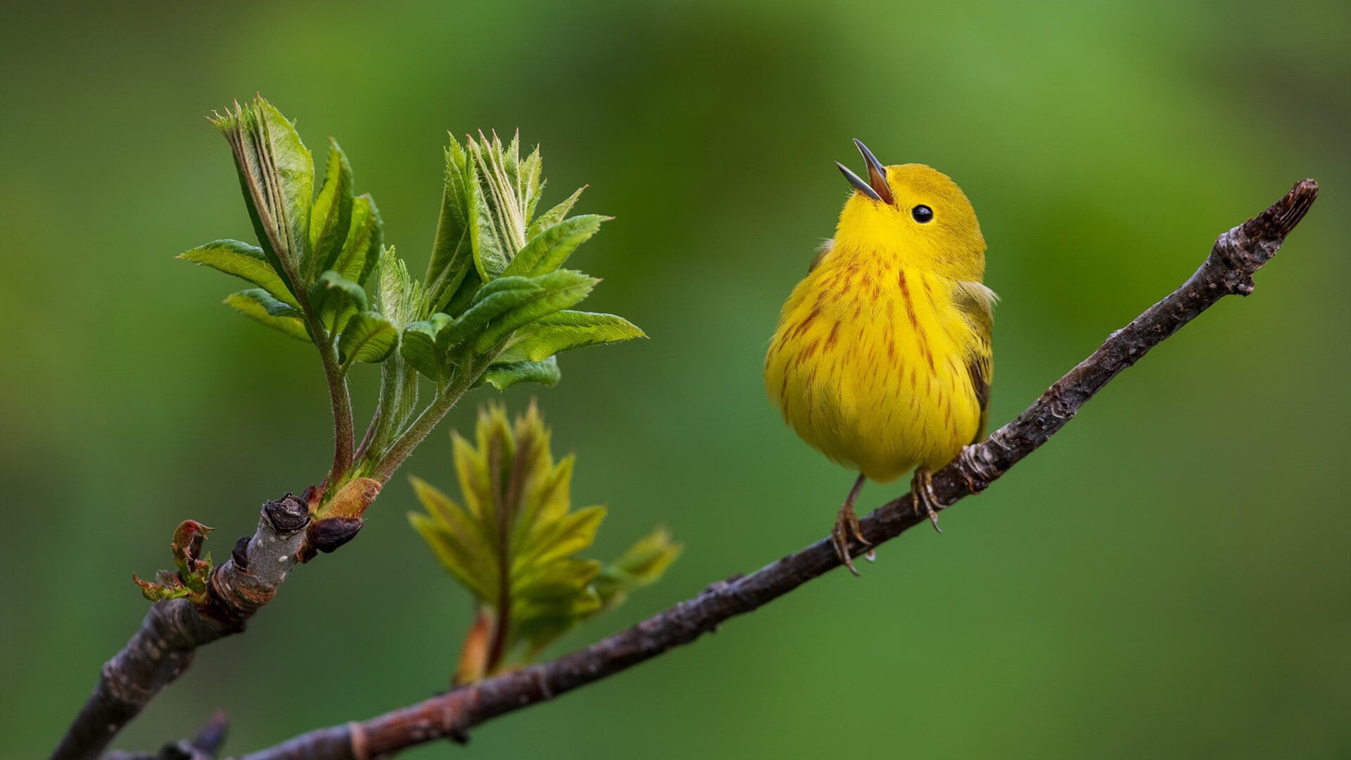 开云体育-蜂群撕碎孤熊之爪，当利拉德成为关键先生，我们看到了篮球的两种未来