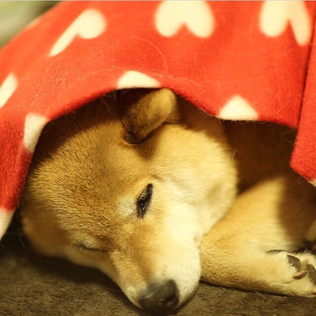 开云体育官网-战术压制与个人英雄主义，猛龙击败火箭，福克斯总决赛封王