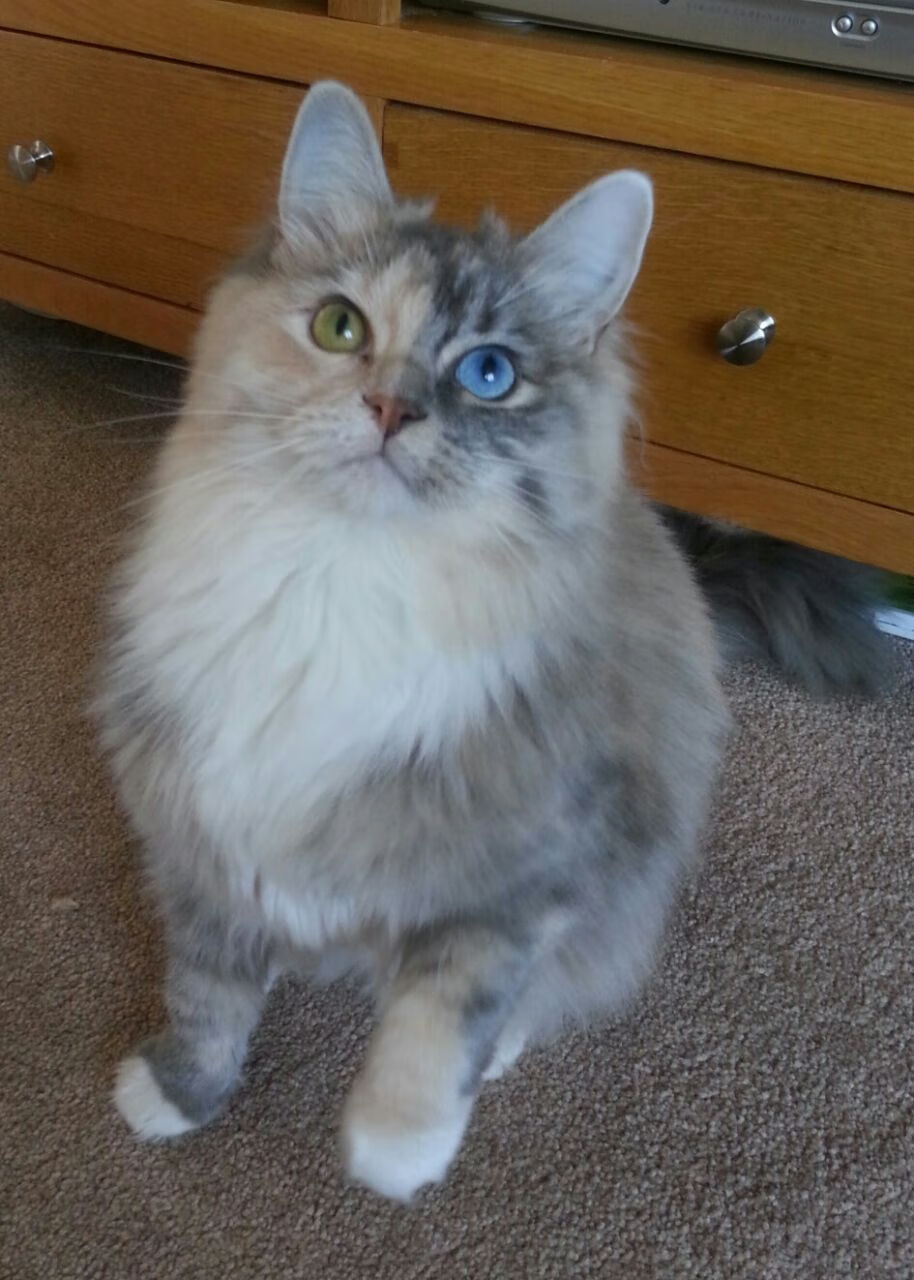 翻转的叙事，F1赛道上的奇迹与CBA赛场的魔法